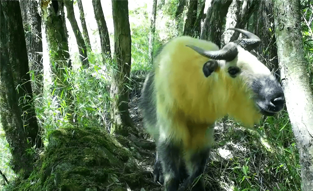 大熊猫|四川唐家河发现一个动物聚会地，金猫追斑羚，黑熊树下蹭痒痒??