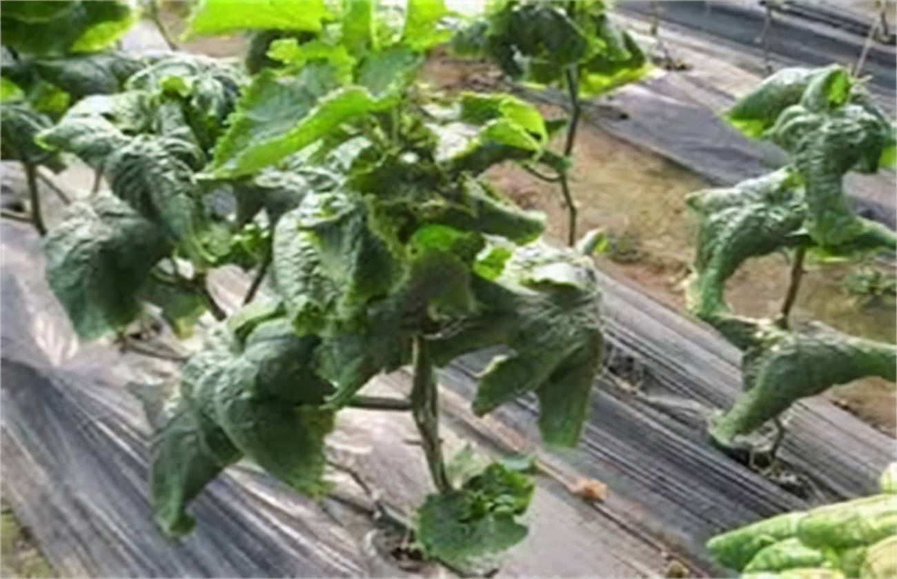 黄瓜冷害和冻害的防治技术 你知道吗 低温