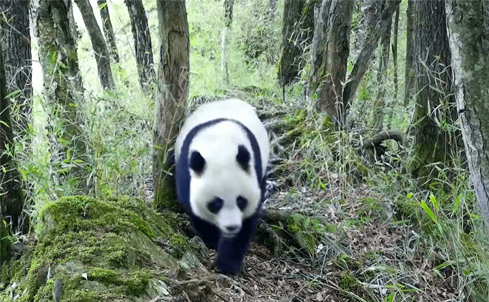 大熊猫|四川唐家河发现一个动物聚会地，金猫追斑羚，黑熊树下蹭痒痒??