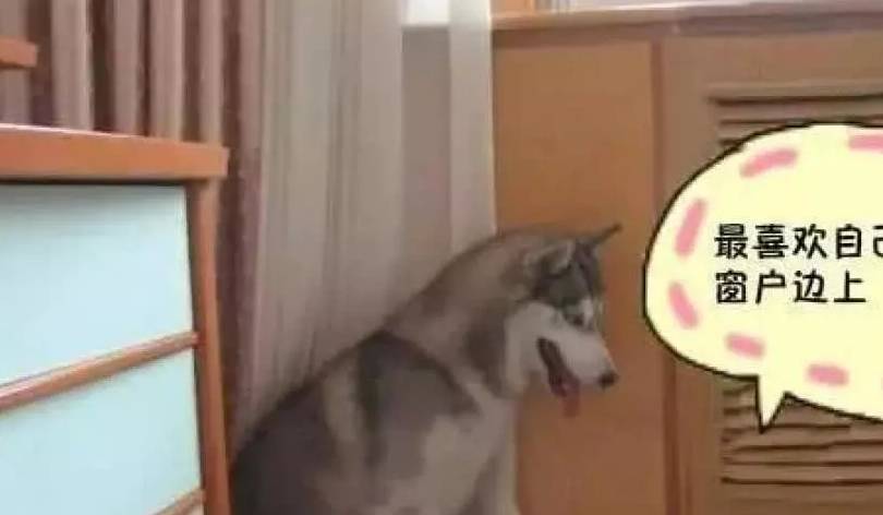 网友二哈被狠心主人打断腿，丢在大街上不管不顾，被救后留下了阴影