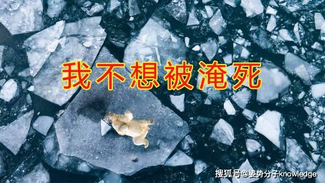 2100年 北极海冰或将全部融解 大量生物面临灭顶之灾 全球