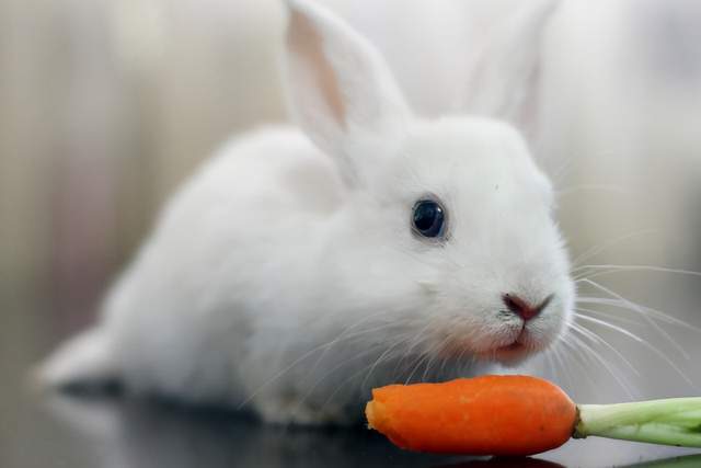 白兔是怎么挖东西吃