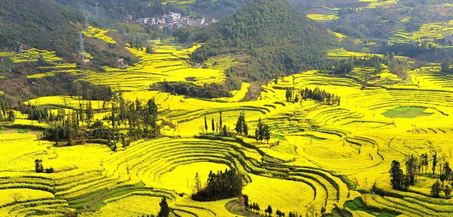 云南曲靖一个县，地处鸡鸣三省处，是观赏油菜花的胜地