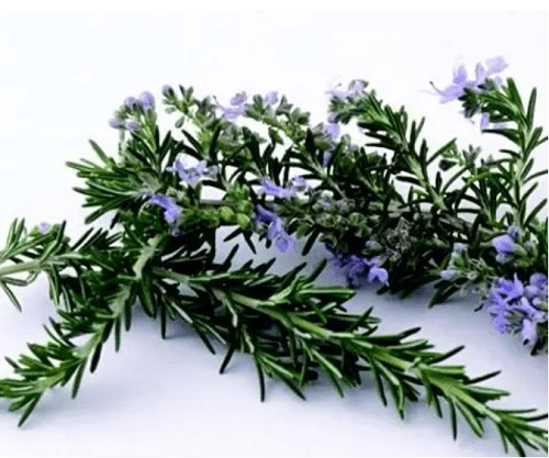 作用|舒蕾替你解决头螨带来的烦恼