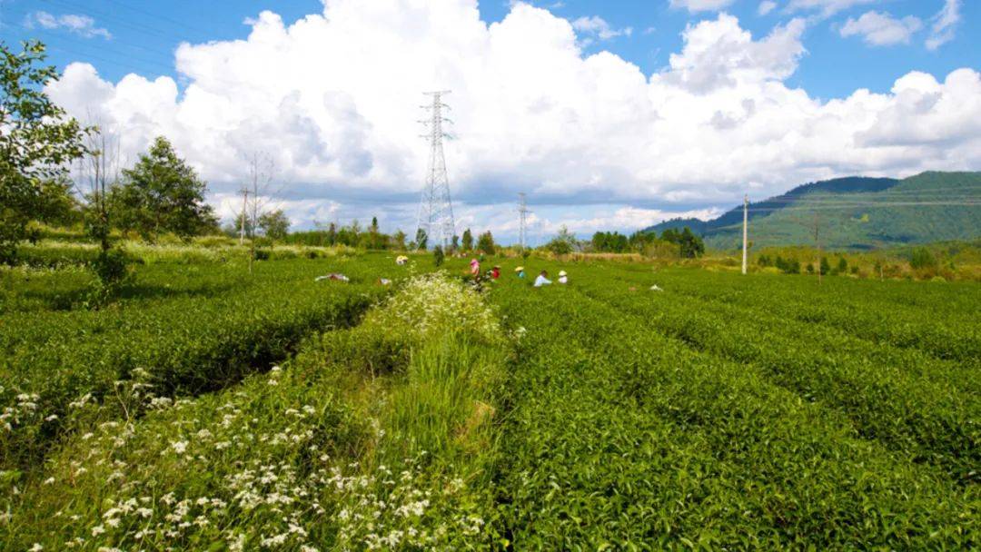 茶园|【国家AAA级景区】腾冲马站高山乌龙茶景区