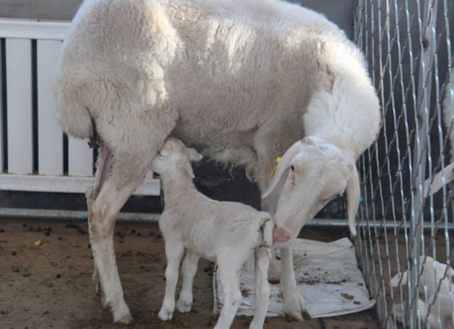 母羊在产后没奶,一般我们最常见的是两个原因.