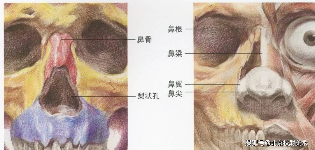 素描校尉美术：素描五官详解，看完这篇搞定素描头像！