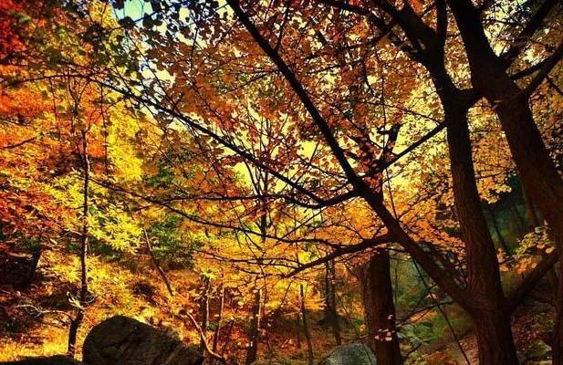 原来山东泰安也有如此美艳的秋色，感觉比日本奈良还要好看十倍