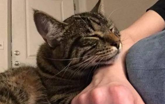 美国中国正宗狸花猫成功攻陷美国猫奴,网友:让全世界人吸中国猫!