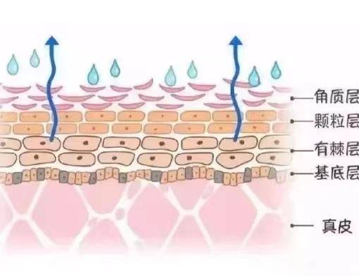 汗孔关于皮肤的基础知识