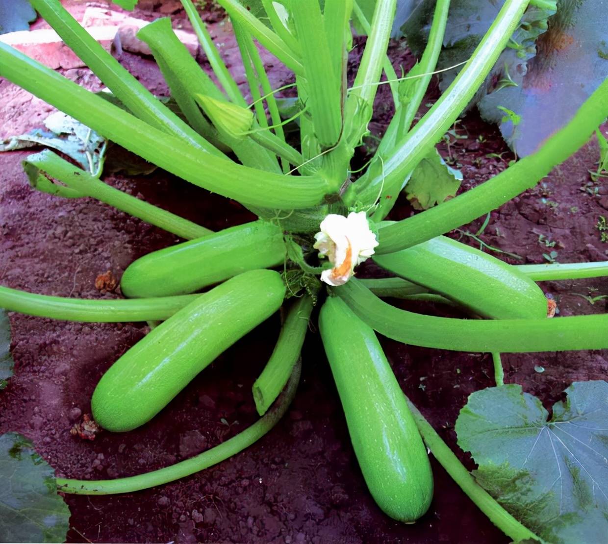 西葫芦定植需要注意什么?