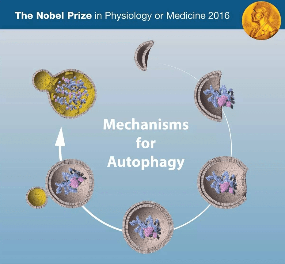 寿命|Nature重磅：间歇性禁食能够延长寿命18%！但前提是不要吃宵夜