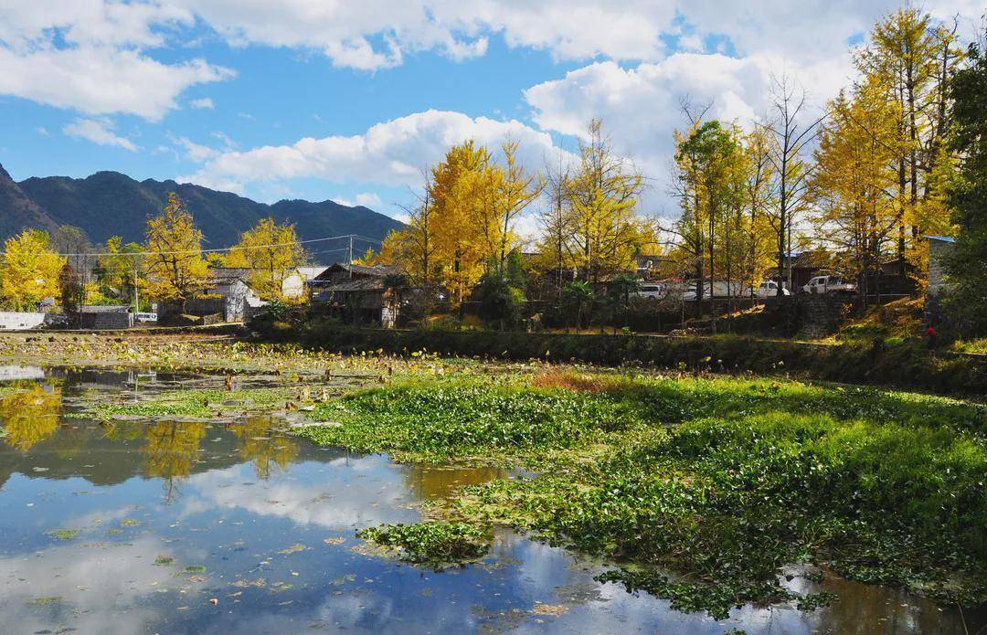 腾冲江东银杏村绿色发展绘乡村新图