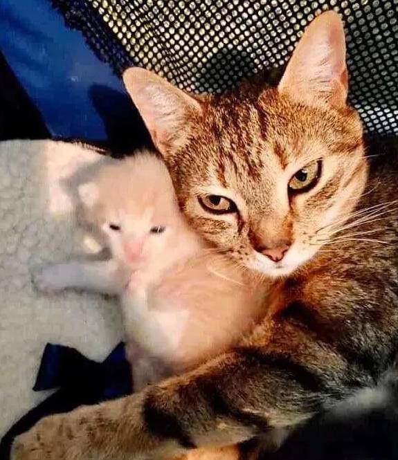 救助流浪猫妈妈被救助后却心事重重，直到和小奶猫们重逢，才如释重负