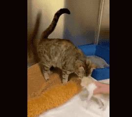 救助流浪猫妈妈被救助后却心事重重，直到和小奶猫们重逢，才如释重负
