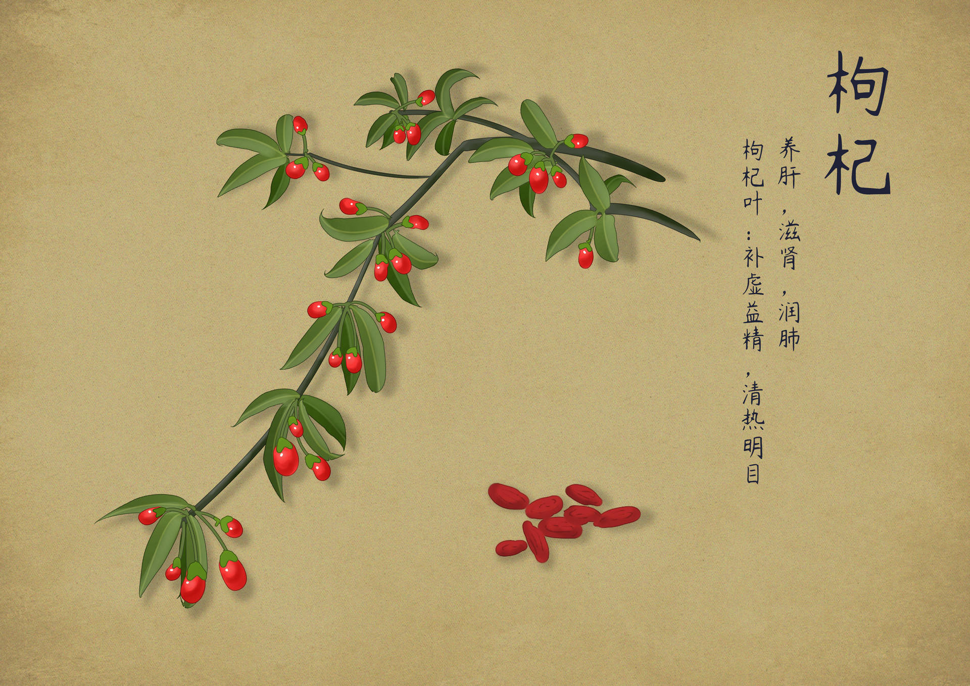 世界传统医药日传统医药知多少