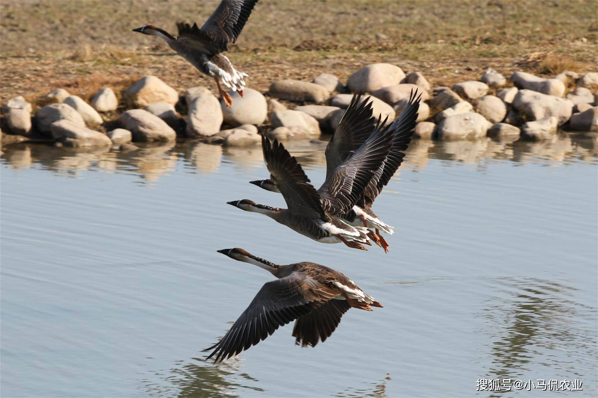 “大雁”指是什么生肖,成语分析落实释义释义