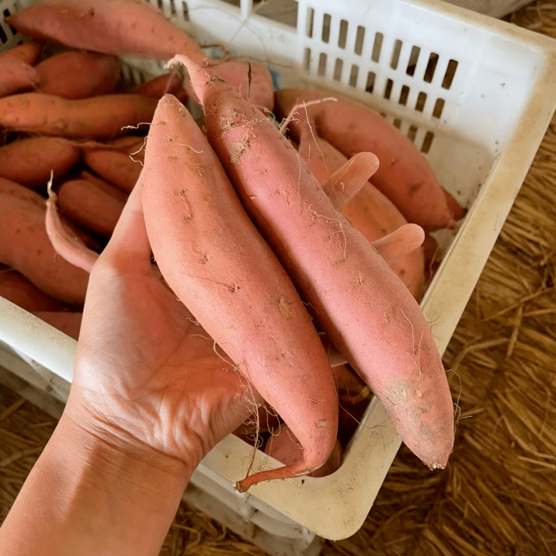 无论南方与北方,红薯口味各不同,要说甜度十分高的红薯,要数烟薯25了.