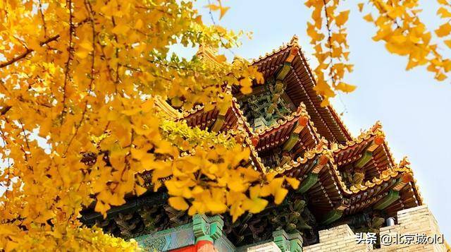 北京城的秋天，除了红叶还有一景儿，独一无二的银杏那叫一个漂亮
