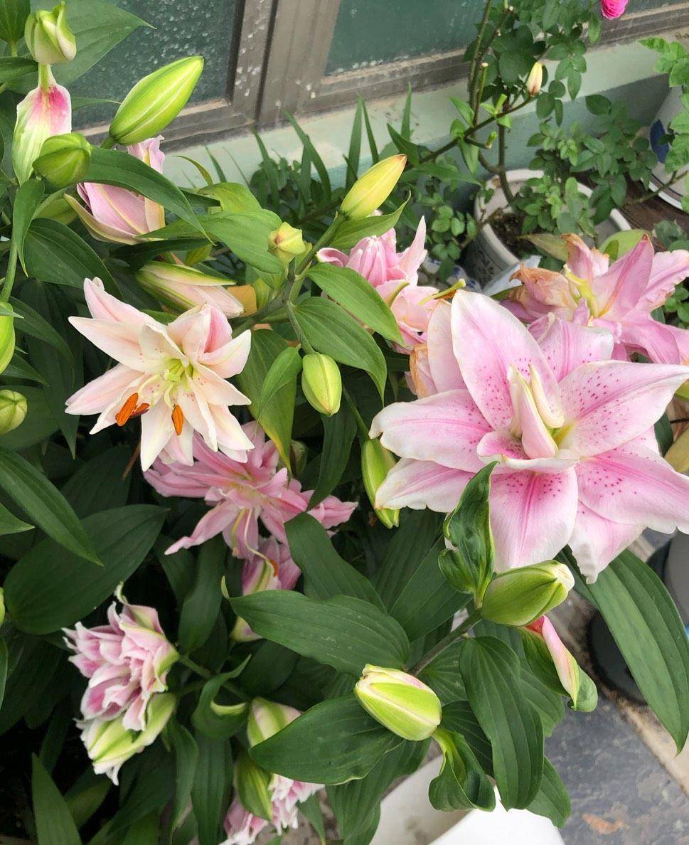 百合的种植方法和技术 3b9348e94fdc470eba6cd22edd43405a.jpeg