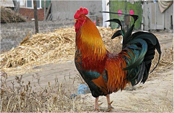 生肖鸡的人,名字里有什么"字"?一生衣食无忧,福禄双全!