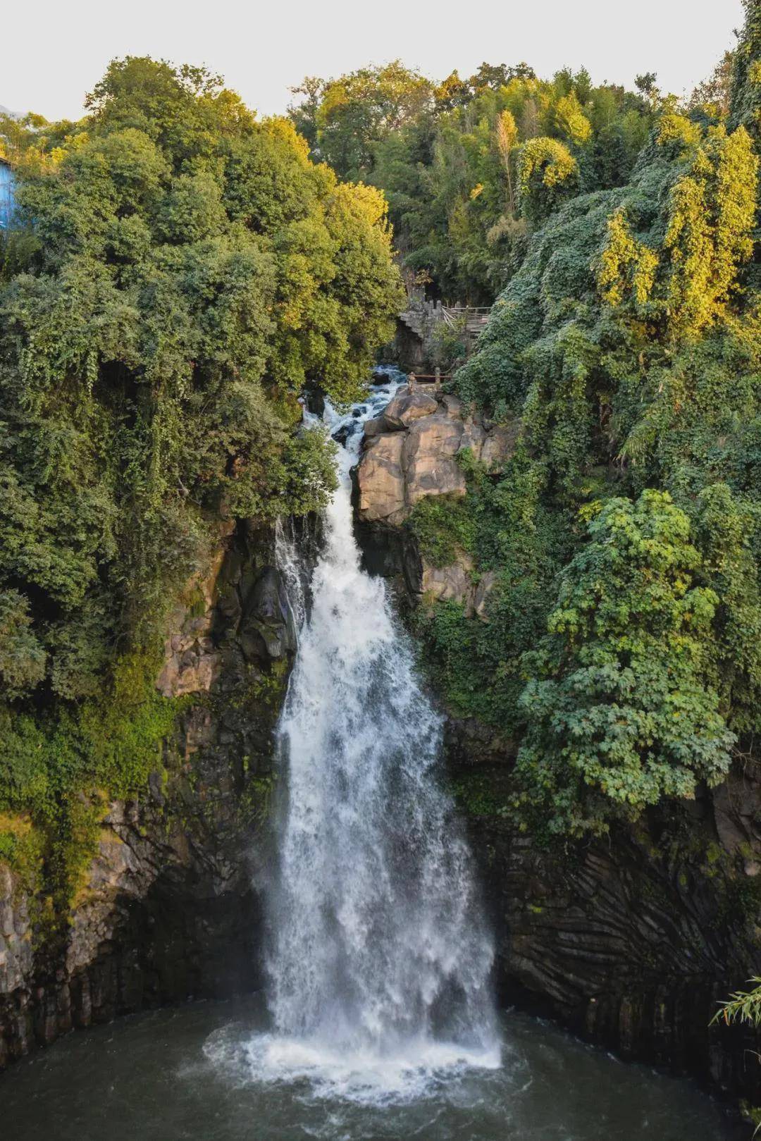 秃杉|腾冲：云南生态名片 世界文化旅游名城