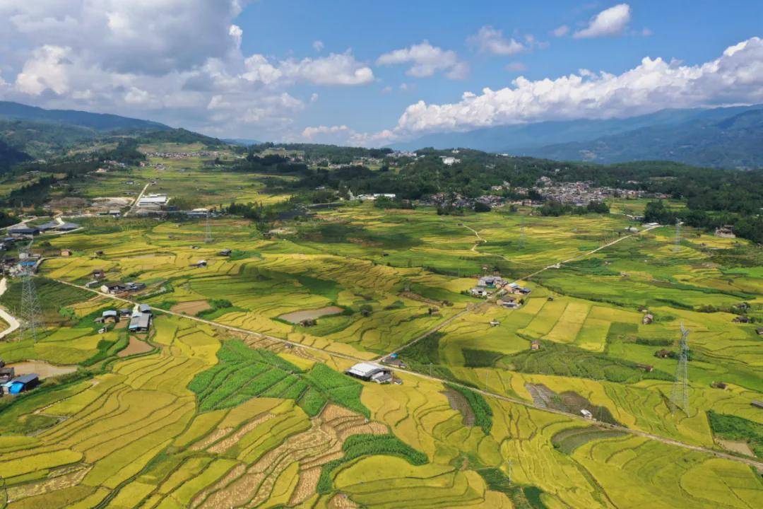 水面|腾冲龙川江峡谷：梯田如画稻谷香