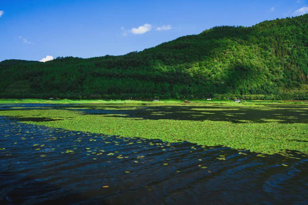 秃杉|腾冲：云南生态名片 世界文化旅游名城