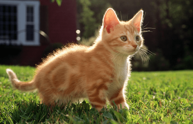 主人买了个充气猫回来,不料橘猫当场就怒了,下一秒大家憋住别笑 主人买了个充气猫回来,不料橘猫当场就怒了,下一秒大家憋住别笑