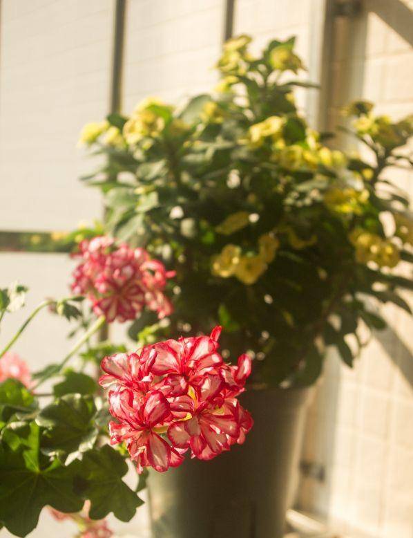 适合家里养的花高颜值 bb17696899ee4fc5a97155a49027e234.jpeg