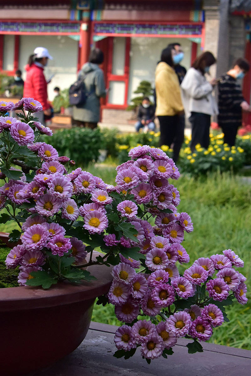 菊花|北海公园菊花盛放 色彩斑斓鲜艳夺目