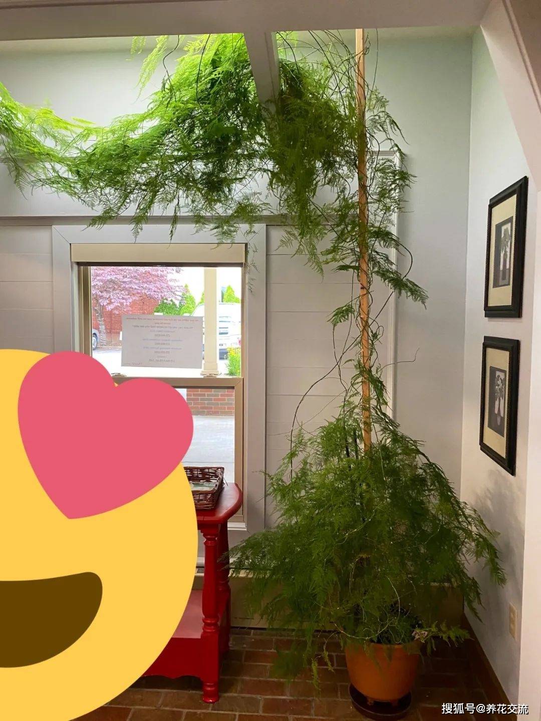 盆栽文竹养室内不断黄叶 剪掉后不久就复发 要怎么彻底解决 叶子