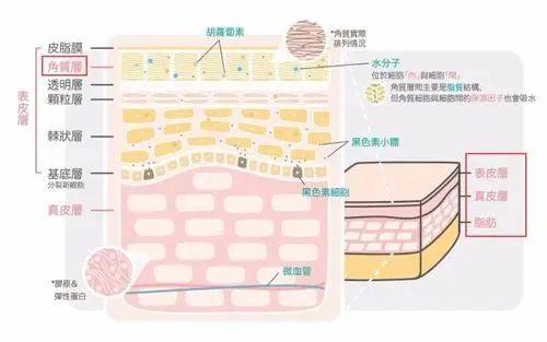 真皮珀莱雅面霜高分通关，看胜肽高阶玩家如何玩转抗老