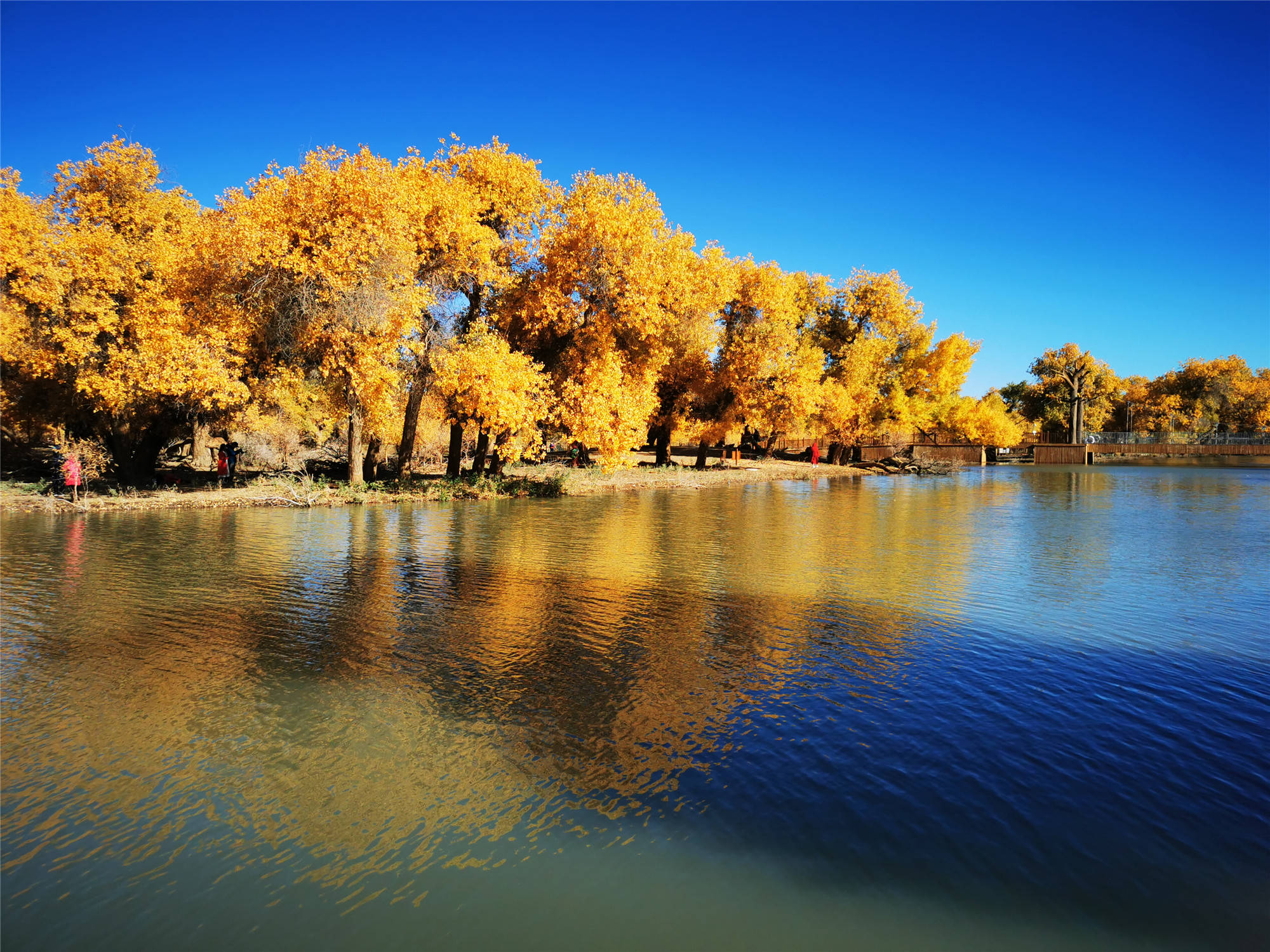 看胡杨不一定要去额济纳新疆塔里木藏着一片宝藏胡杨林