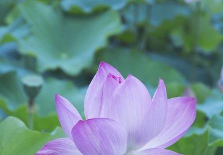 10月下旬 紫气东来 4属相桃花朵朵 生活顺心 家庭美满幸福 事情 全网搜