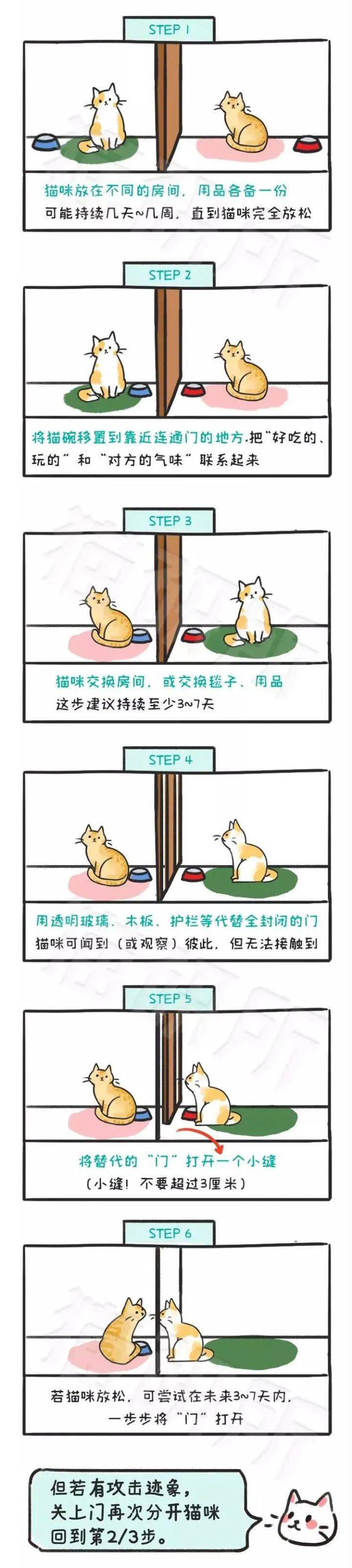 猫咪|想接二猫又怕原住民关系不合？看这一篇就够了