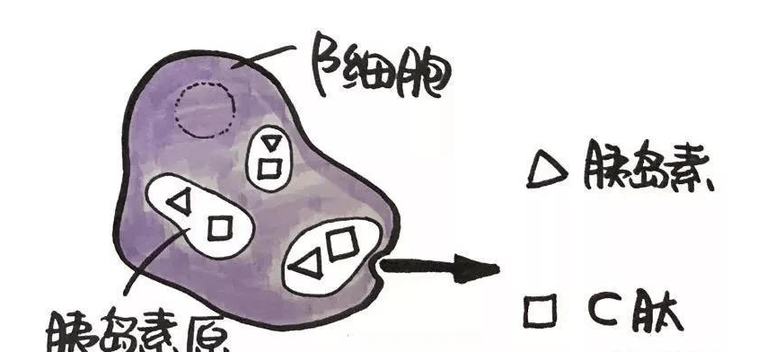 生活|守护我方胰岛功能，把健康放在口袋里