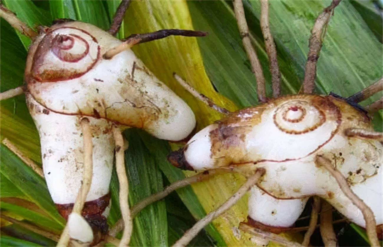 植物喜己植物抑菌凝胶——科学的解决肌肤的抑菌问题，抗衰问题