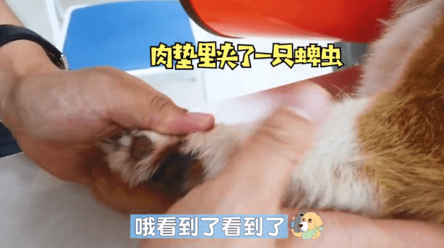 宠物柯基突然就瘸了，医生刚要准备拍片，扒开汪脚趾后定在了原地