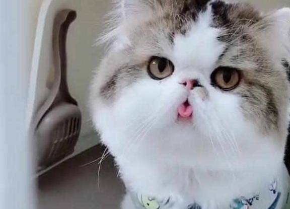 厕所加菲猫睡到一半起来上厕所，忘记把舌头收回去！主人笑哭！