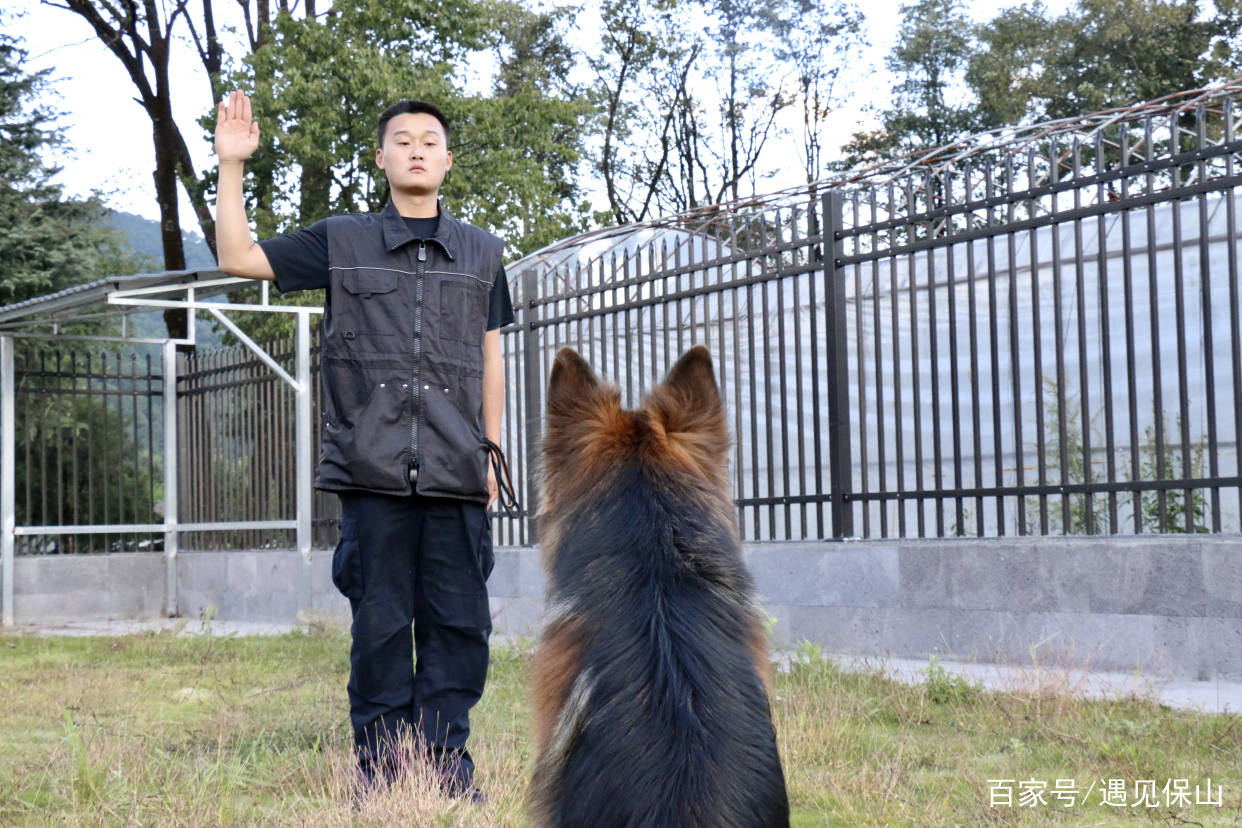 神犬奇兵汪星人守邊記