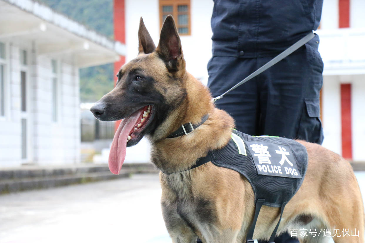 神犬奇兵汪星人守邊記