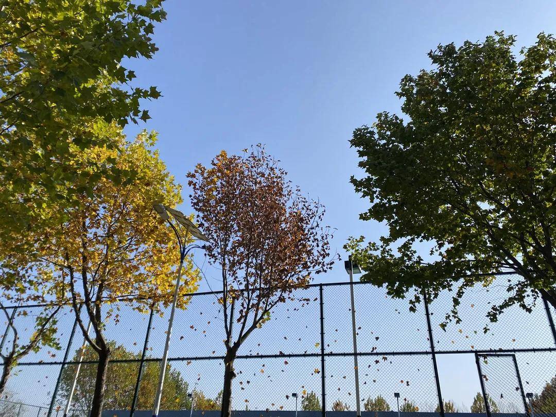 风是|西安翻译学院的风，是什么味道？