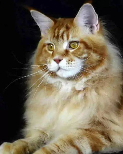 国产|养猫需要注意哪些问题,国产猫咪冻干零食哪个牌子好