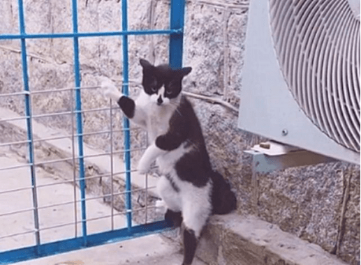 猫咪翻盘获胜的猫咪，被围攻后出猫猫拳击退柯基，王者和青铜的区别