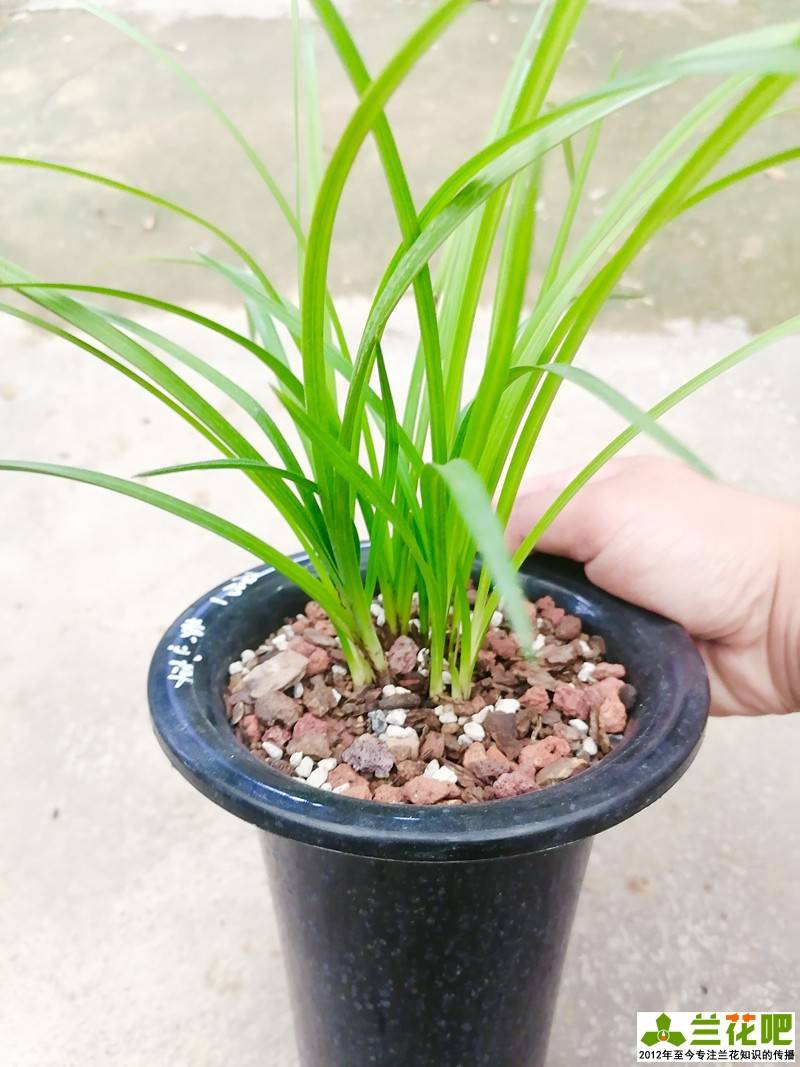 壮苗|又是兰花分苗季，秋季和春季哪个季节分更好，高手有门道
