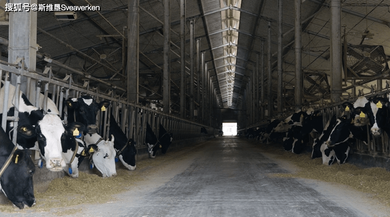 北京奶牛中心良种场作为国家首批良种奶牛核心育种场,是全国规模最大