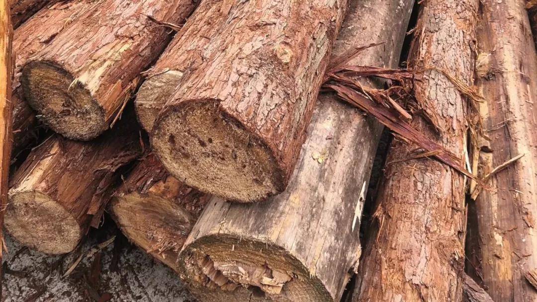 用来制作木拱的杉木,一般都需要30-50年以上树龄 为修一座桥,留住一座山