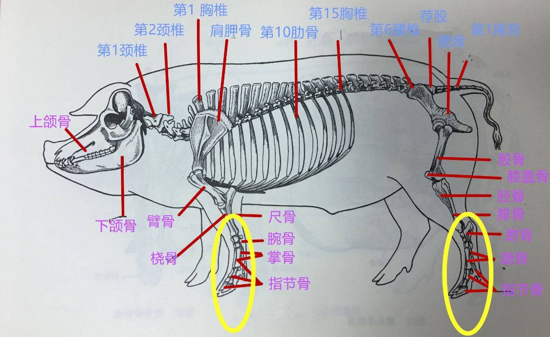 原创买猪蹄时你能分清前蹄和后蹄吗猪蹄口感差别大别买错了