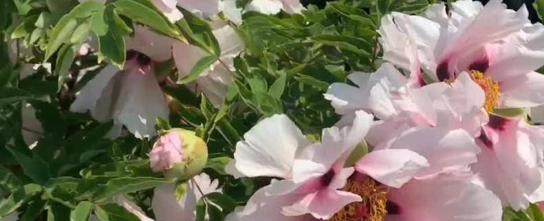 红尘一路许下了一段缘是什么歌 你狠心删除了昨天 作者是谁 风语 全网搜